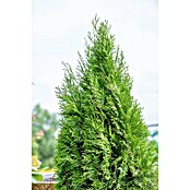 Thuja occidentalis 2Smaragd