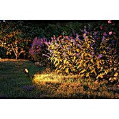 Paulmann Plug & Shine Basis-Set Sting (6,3 W, Erdspieß, IP67, 2 200 K) | BAUHAUS