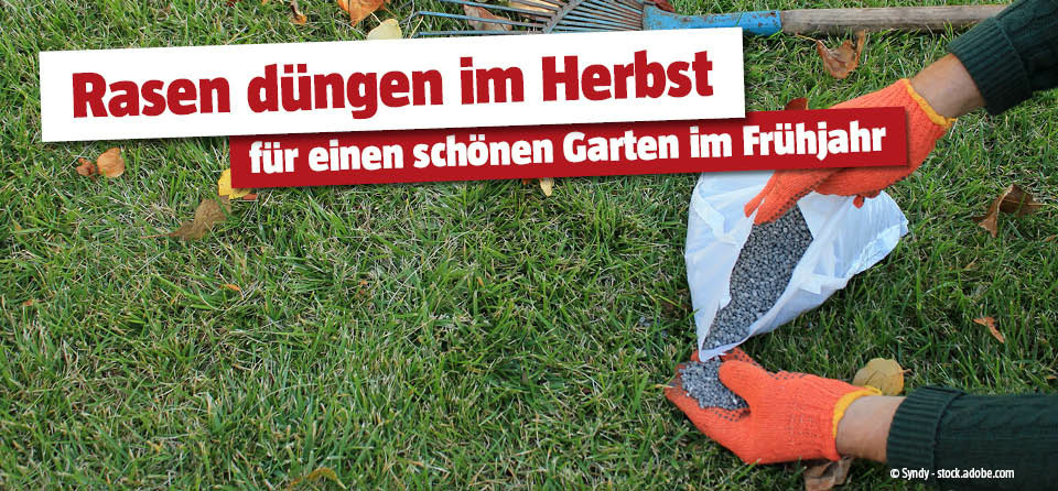 Herbstdünger Rasen