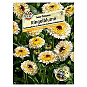 Sperli Blumensamen Ringelblume (Ivory Princess, Calendula officinalis 'Ivory Princess', Gelb) | BAUHAUS