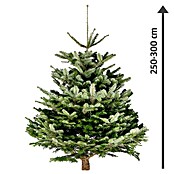 Piardino Nordmann kerstboom (250 - 300 cm, Kerstboom, Gezaagd)