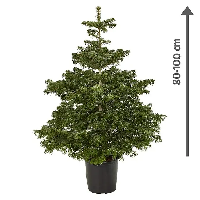 Piardino Nordmanntanne getopft - Abies nordmanniana, 80 cm - 100 cm, Topfgewachsen - Ein kompakter, grüner Weihnachtsbaum im Topf, ideal für kleine Räume. Die Höhe beträgt etwa 80-100 cm.