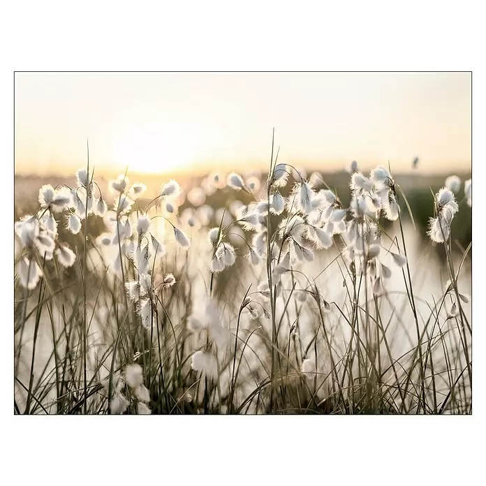 ProArt Young Living Leinwandbild - Flowers in the Sun, B x H: 120 x 90 cm - Weiße, flauschige Wollgras-Pflanzen leuchten sanft in einem Feld bei Sonnenuntergang.