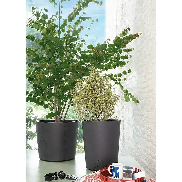 Deroma Millennium Macetero redondo Rund - Dimensiones externas (Ø x Al): 43,5 x 53,5 cm, Fabricado con plástico reciclado, Antracita - Dos plantas de interior, una con hojas redondas y una tupida, en macetas grises modernas sobre una mesa frente a una ventana.