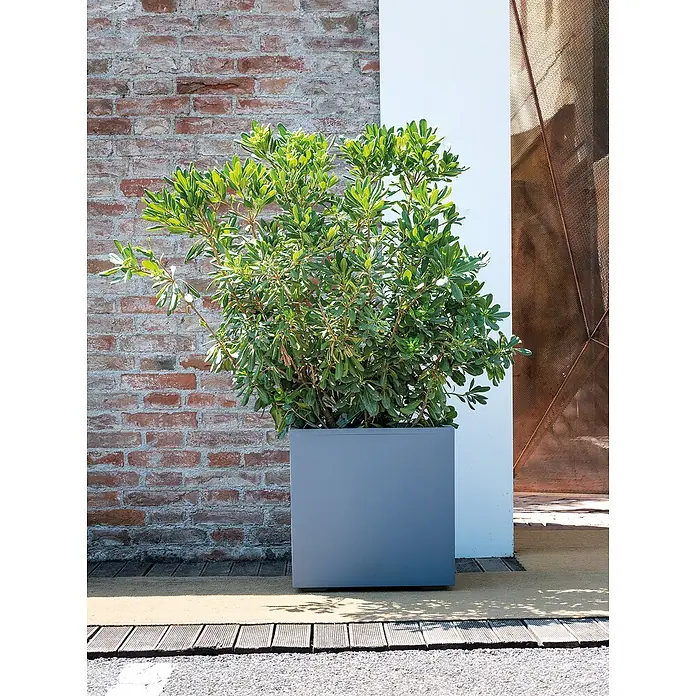 Deroma Millennium Macetero para plantas - Dimensiones externas (L x An x Al): 49 x 49 x 49 cm, Plástico, Gris ceniza - La jardinera cuadrada moderna en gris contiene una exuberante planta verde, añadiendo un toque de elegancia y estilo a cualquier entorno exterior.