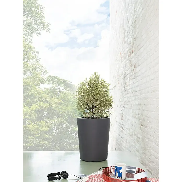 Deroma Millennium Macetero redondo Rund - Dimensiones externas (Ø x Al): 43,5 x 53,5 cm, Fabricado con plástico reciclado, Antracita - Elegante maceta gris con planta decorativa, ideal para interiores, junto a auriculares y taza para un ambiente acogedor.
