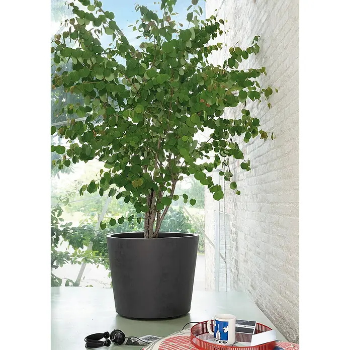 Deroma Millennium Macetero redondo Rund - Dimensiones externas (Ø x Al): 59 x 49 cm, Fabricado con plástico reciclado, Antracita - Planta de interior en una maceta negra sobre una mesa, con auriculares y una taza.