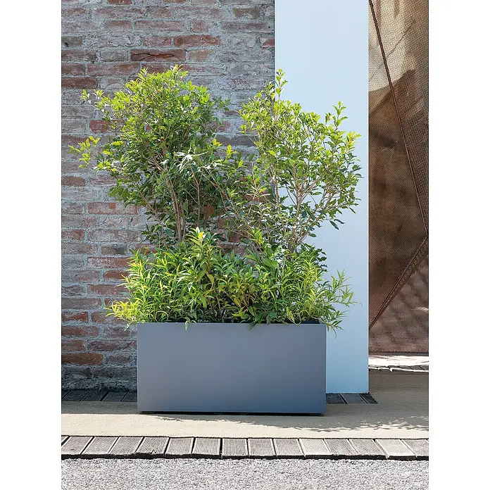 Deroma Millennium Pflanzkasten - Außenmaß (L x B x H): 99 x 37 x 39 cm, Kunststoff, Ashgrey - Grauer rechteckiger Pflanzkübel mit grünen Pflanzen vor einer Ziegelmauer und einer weißen Wand.