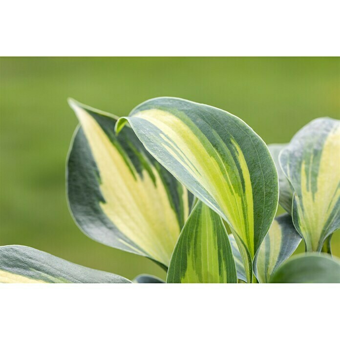 Piardino FunkieHosta, Topfgröße: 13 cm, Blütenfarbe: Lila Detail Shot