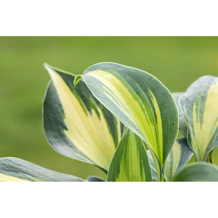 Piardino Funkie - Hosta, Topfgröße: 13 cm, Blütenfarbe: Lila - Nahaufnahme von Hosta-Blättern mit markanten gelben und grünen Farbtönen, die die natürliche Schönheit der Pflanze hervorheben.