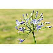 Agapanthus africanus25 Atlantic Ocean