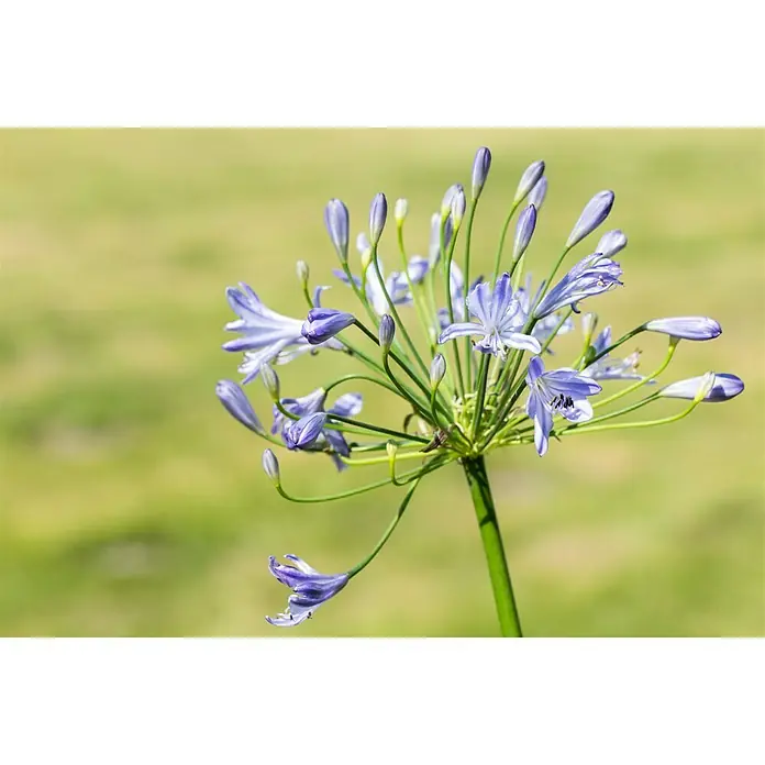 Piardino Staude Schmucklilie Summer Love - Agapanthus africanus, Topfgröße: 17 cm - Nahaufnahme einer blühenden Agapanthus-Blume mit zarten lila Blüten und grünen Stielen vor einem verschwommenen, grünem Hintergrund.