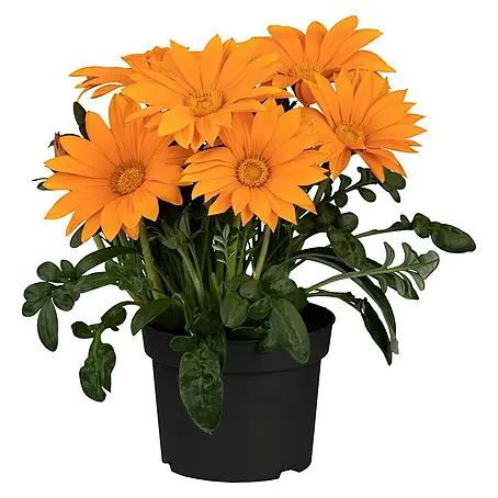 Piardino  Gazania