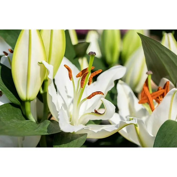 Piardino Lilie OrientalischLilium Hybriden 'Oriental', Weiß - Nahaufnahme von weißen Lilienblüten mit grünen Blättern, die die elegante Schönheit und Reinheit der Blüten hervorhebt.