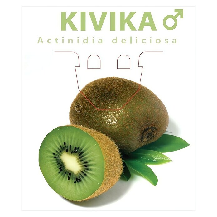 Piardino Kivi  (Actinidia deliciosa, Berba: Listopad, Muški) | BAUHAUS