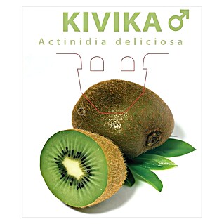 Piardino Kivi (Actinidia deliciosa, Berba: Listopad, Muški)