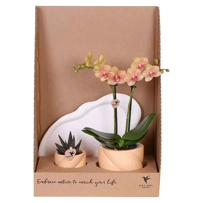 Piardino Schmetterlingsorchidee Arrangement - Culture Cocktail, Phalaenopsis multiflora & Sukkulente i.S. - Zwei Topfpflanzen, Orchidee und Sukkulente, in beigefarbenen Töpfen, präsentiert in einem braunen Karton mit einer weißen, wellenförmigen Ablage.
