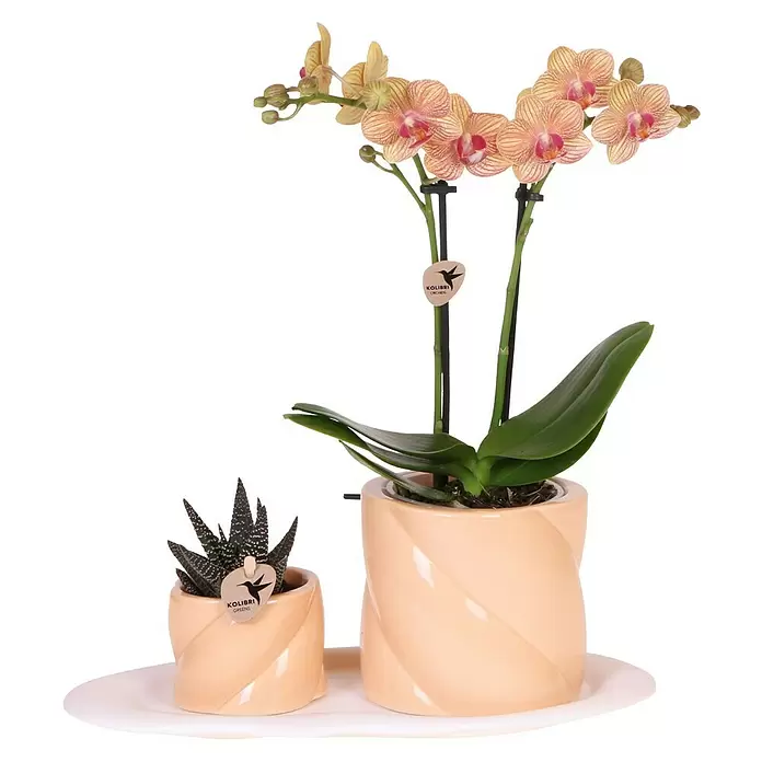 Piardino Schmetterlingsorchidee Arrangement - Culture Cocktail, Phalaenopsis multiflora & Sukkulente i.S. - Zwei Topfpflanzen, eine Orchidee und eine Sukkulente, in cremefarbenen Keramiktöpfen mit Spiraldesign, auf einem weißen Tablett.