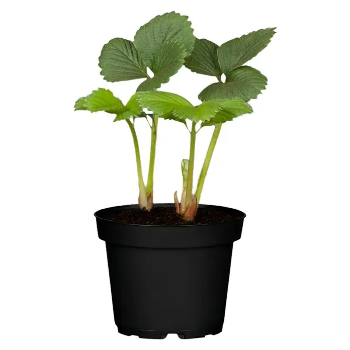 Fresas - Fragaria x ananassa, 2 ud., Cosecha: Mayo - Maceta con plantas jóvenes de fresas. La planta tiene hojas verdes y está en una maceta negra, ideal para el jardín.