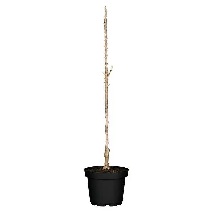 Piardino Apfelbaum - Malus domestica, Topfvolumen: 7 l, Erntezeit: September - Abbildung einer jungen, blattlosen Pflanze in einem schwarzen Topf. Die Pflanze hat einen langen, dünnen Stamm ohne Blätter.