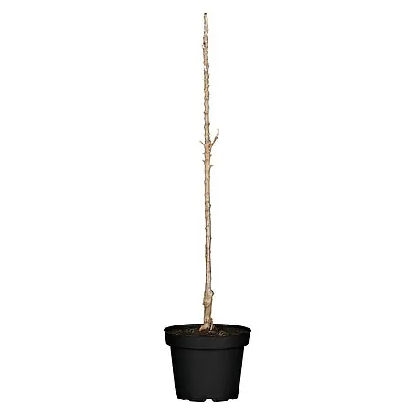 Piardino  Apfelbaum
