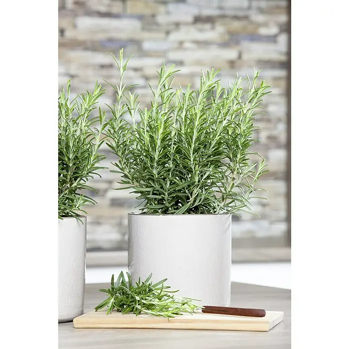 Piardino Rosmarin - Rosmarinus officinalis - Zwei Töpfe mit Rosmarinpflanzen und ein Schneidebrett mit frischem Rosmarin, ideal für die Küche.