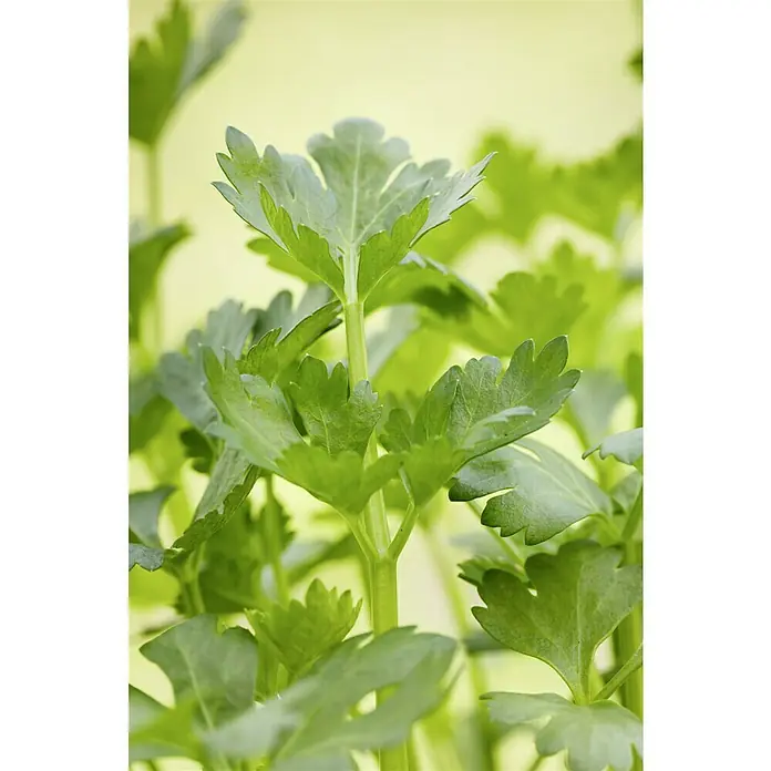 Piardino Sellerie 6er Schale - Apium graveolens - Frischer, grüner Sellerie mit saftigen Blättern. Ideal für Suppen, Salate und als gesunde Beilage. Ein Muss für jede Küche!