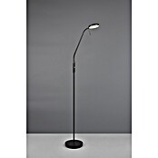 Trio Lighting Staande ledlamp Moreno (Zwart, Hoogte: 160 cm) | BAUHAUS
