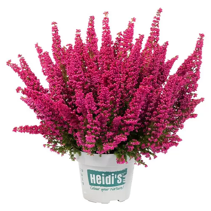 Piardino Glockenheide - Erica gracilis, Topfgröße: 23 cm - Topfheidepflanze mit leuchtend pinken Blüten in einem weißen Topf mit dem "Heidi's"-Logo.