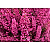 Piardino Glockenheide (Erica gracilis, Topfgröße: 23 cm) | BAUHAUS