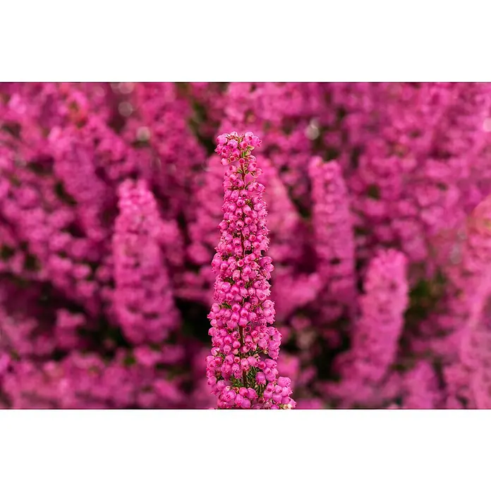 Piardino Glockenheide - Erica gracilis, Topfgröße: 23 cm - Nahaufnahme einer leuchtend pinkfarbenen Heidekrautblüte mit kleinen Blüten, im Hintergrund weitere verschwommene Blütenstände.