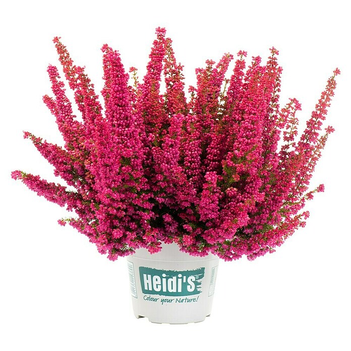 Piardino Glockenheide (Erica gracilis, Topfgröße: 23 cm) | BAUHAUS