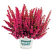 Piardino Glockenheide (Erica gracilis, Topfgröße: 23 cm) | BAUHAUS
