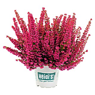 Piardino Glockenheide (Erica gracilis, Topfgröße: 23 cm)