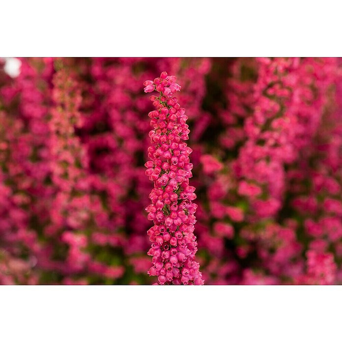 Piardino Glockenheide (Erica gracilis, Topfgröße: 23 cm) | BAUHAUS