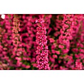 Piardino Glockenheide (Erica gracilis, Topfgröße: 23 cm) | BAUHAUS