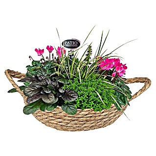 Piardino Pflanzenarrangement Herbst 5 (Verschiedene Sorten im Korb)