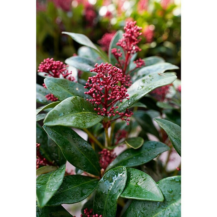 Skimmia japonica 21 Rubella 15 bis 20 Bl