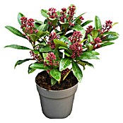 Skimmia japonica 21 Rubella 15 bis 20 Bl