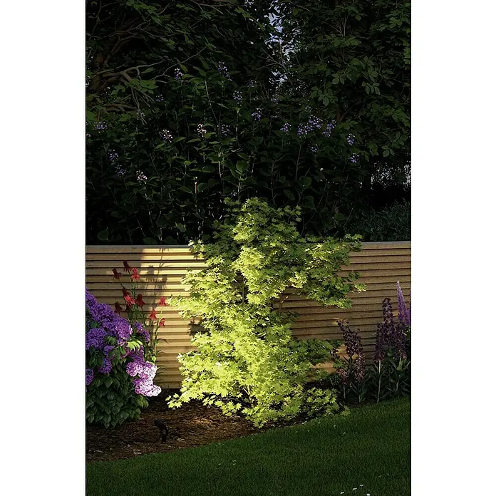 Paulmann Plug & Shine Basis-Set LED-Gartenstrahler Sting - 6 W, Erdspieß, IP67, 3.000 K - Ein beleuchteter Garten mit einem japanischen Ahornbaum im Vordergrund und einer Holzwand im Hintergrund.