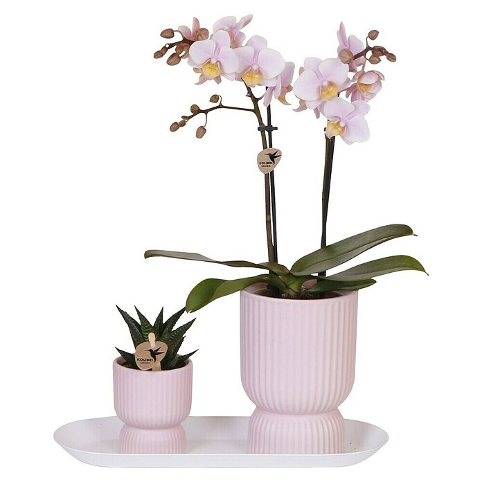 Piardino Zimmerpflanzen-Arrangement (Vintage Pink, Phalaenopsis multiflora & Sukkulente i.S.) | BAUHAUS