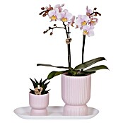 Piardino Zimmerpflanzen-Arrangement (Vintage Pink, Phalaenopsis multiflora & Sukkulente i.S.) | BAUHAUS