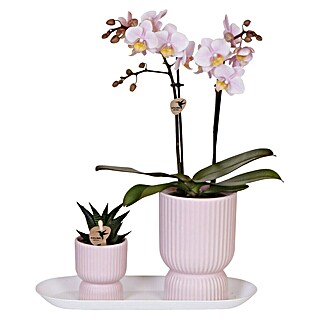 Piardino Zimmerpflanzen-Arrangement (Vintage Pink, Phalaenopsis multiflora & Sukkulente i.S.)