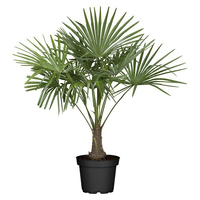 Piardino HanfpalmeTrachycarpus fortunei, Topfvolumen: 36 l Front View