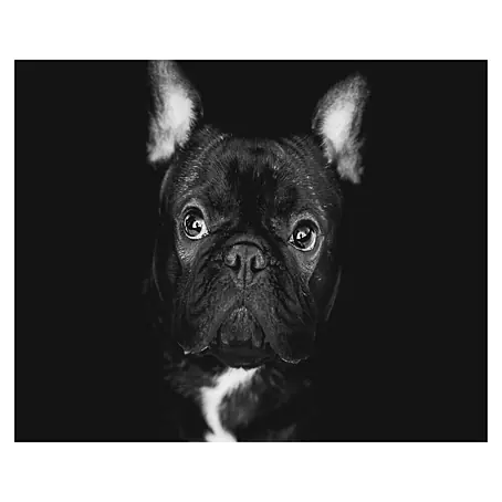 Cuadro alto brillo Perro B&N