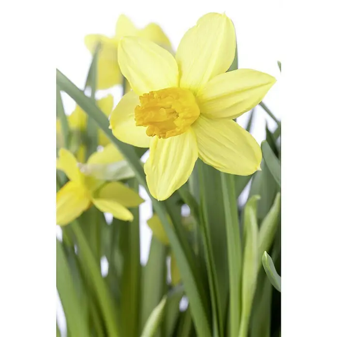 Piardino Frühlingsblumenzwiebeln Narzisse 'Jet Fire' - Narcissus cyclamineus 'Jetfire' - Nahaufnahme einer gelben Narzisse mit grünen Stängeln und Blättern vor einem weißen Hintergrund. Die Narzisse ist die Hauptattraktion des Fotos.
