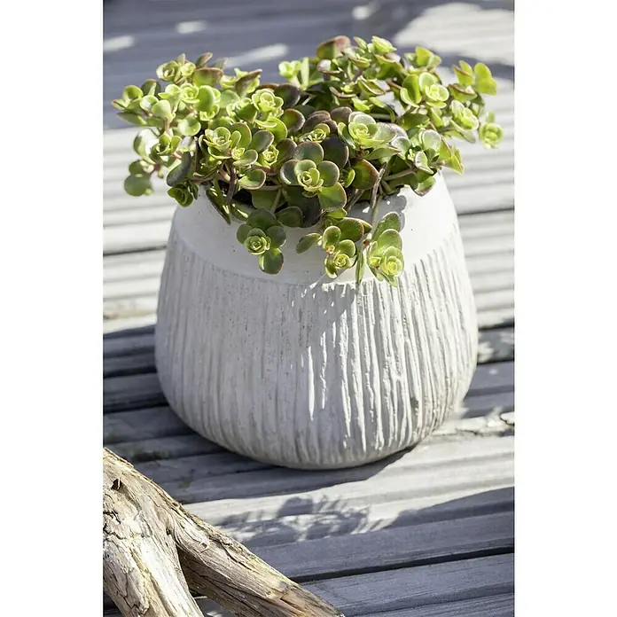 Piardino Garten-Fettblatt - Sedum tetractinum 'Coral Reef', Topfgröße: 13 cm, Gelb - Nahaufnahme einer üppigen, grünen Sukkulente in einem stilvollen, strukturierten Topf auf einem grauen Holztisch.