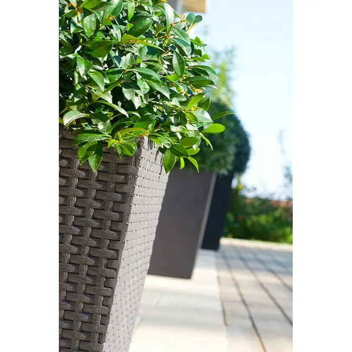 Keter Macetero para plantas Samui - Dimensiones externas (L x An x Al): 38 x 38 x 57 cm, Plástico, Marrón - Maceteros decorativos grises con plantas verdes en un patio luminoso. Los maceteros tienen una textura tejida.