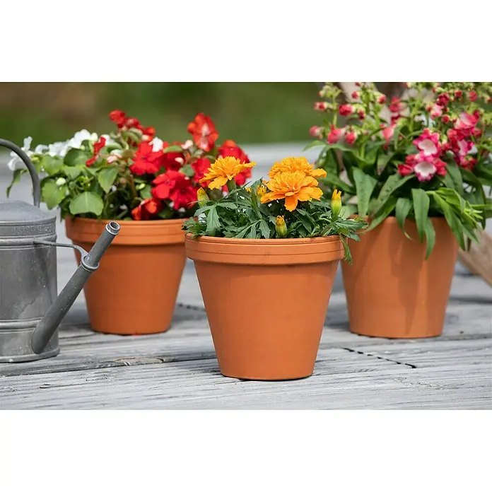Piardino Staude Niedrige Studentenblume - Tagetes patula, Topfgröße: 13 cm, Blütenfarbe: Sortenabhängig - Drei Tontöpfe mit bunten Sommerblumen, darunter Ringelblumen, Begonien und Löwenmäulchen, auf einem Gartentisch arrangiert. Eine Gießkanne steht daneben.