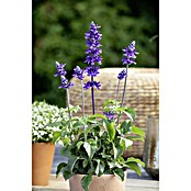 Piardino Mehliger Salbei (Salvia farinacea, Topfgröße: 12 cm, Blau) | BAUHAUS